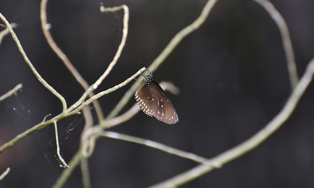 Schmetterling