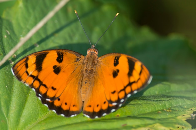 Schmetterling