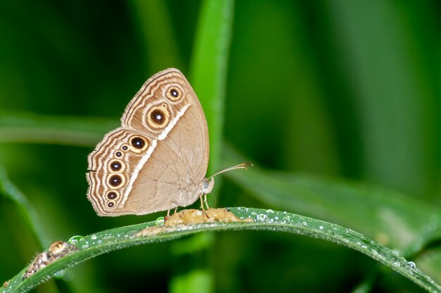 Schmetterling