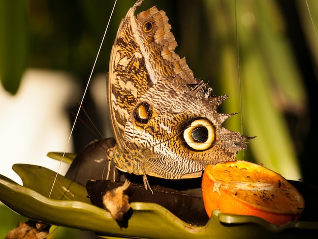 Schmetterling