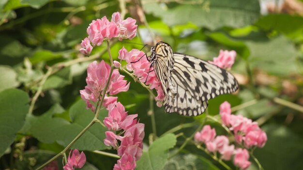 Schmetterling