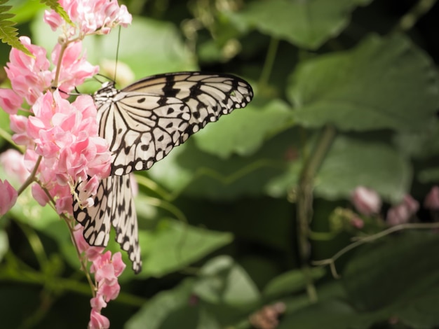 Schmetterling