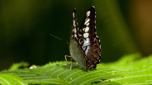 Schmetterling