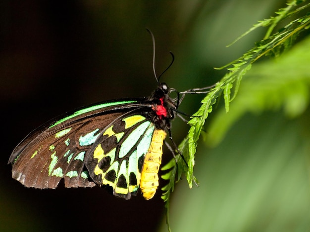 Schmetterling