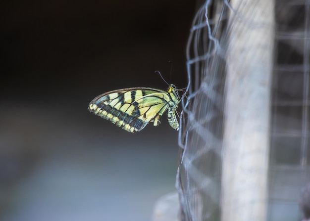 Schmetterling