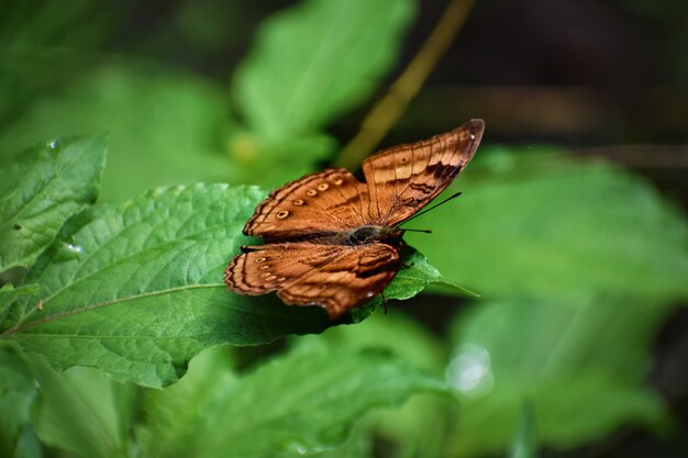 Schmetterling