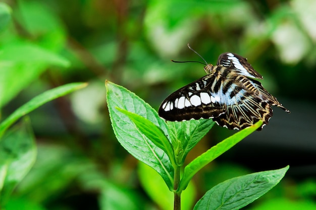 Schmetterling