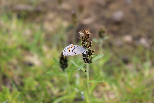 Schmetterling