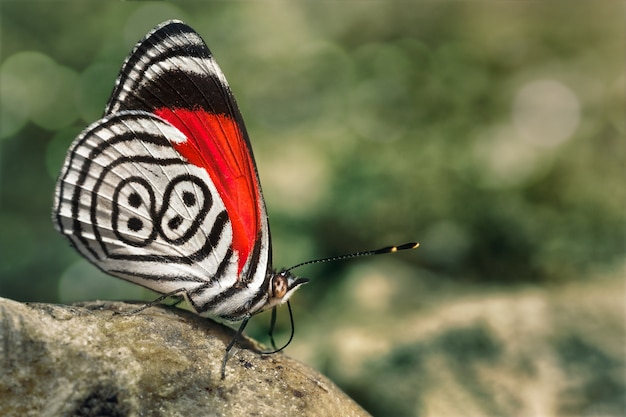 Schmetterling