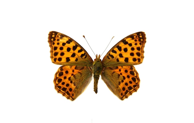 Schmetterling