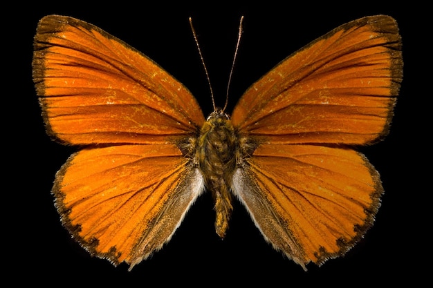 Schmetterling