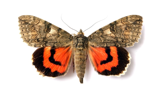 Schmetterling