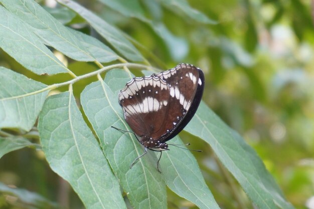 Foto schmetterling