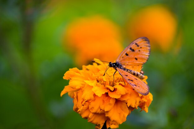 Schmetterling