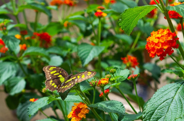 Schmetterling