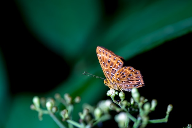 Schmetterlinge (der gemeinsame Punchinello) und Blumen