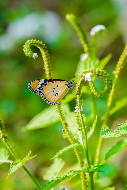 Schmetterlinge fressen