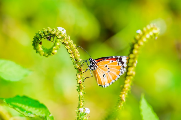 Schmetterlinge fressen