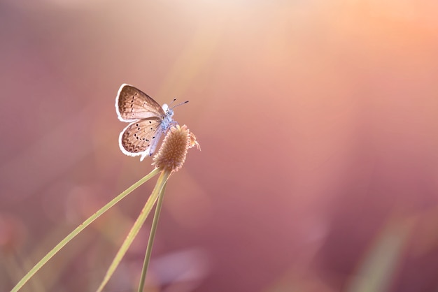 Schmetterlinge Gras