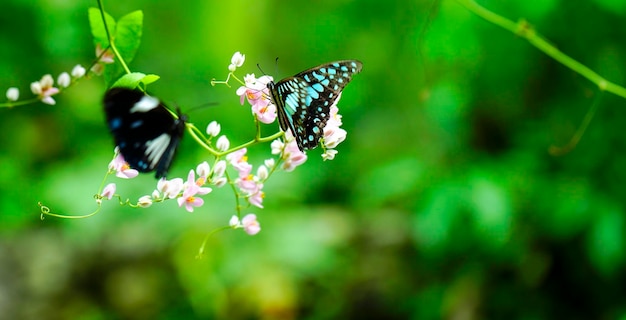 Schmetterlinge im Flug und rosa Blumen auf grünem Pflanzenhintergrund