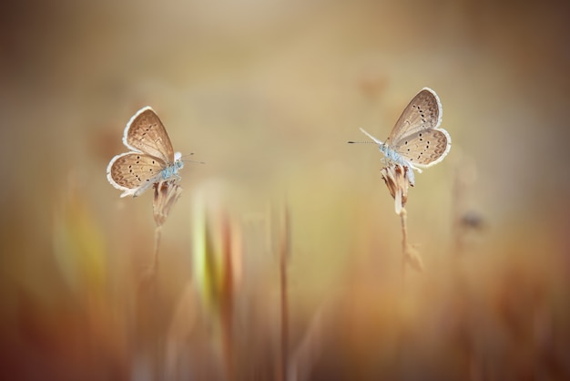 Schmetterlinge im tropischen Garten