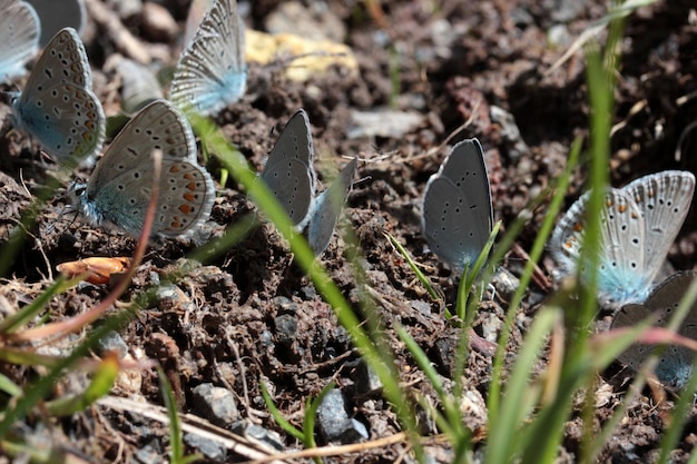 Schmetterlinge in der Natur am Frühlingstag