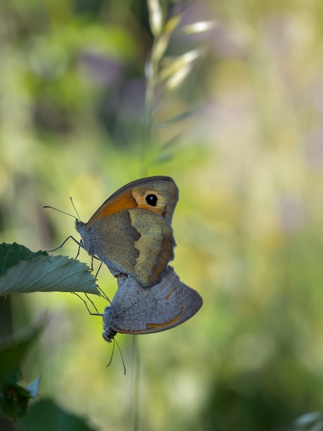 Schmetterlinge kopulieren in ihrer natürlichen Umgebung.