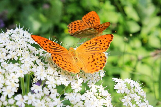 Foto schmetterlinge pieridae auf der blume und pflanze natur und wildtiere insekten leben grüner hintergrund