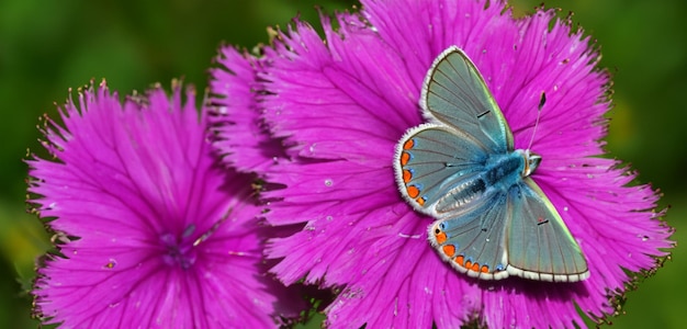 Schmetterlinge saugen Nektar aus Blumen Schmetterling fliegt im Blumengarten 3D-Illustration