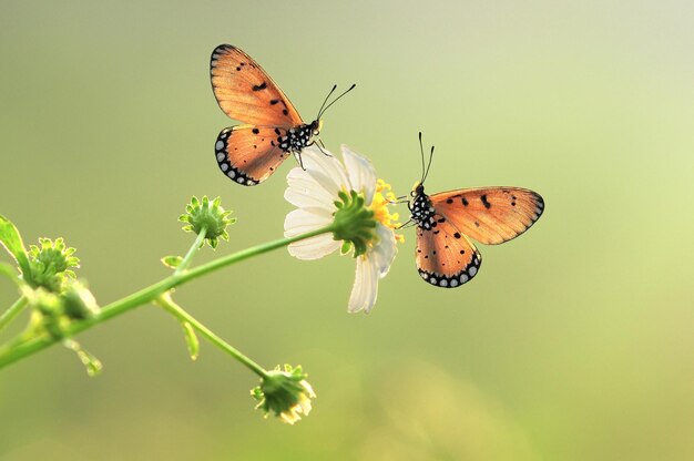 schmetterlinge schmetterling