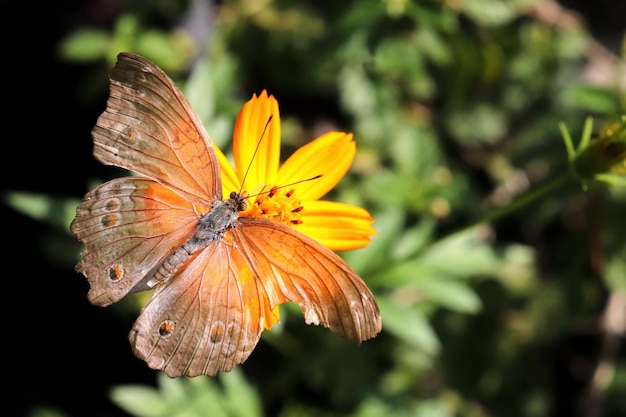 Schmetterlinge und Blumen sehen wunderschön aus.