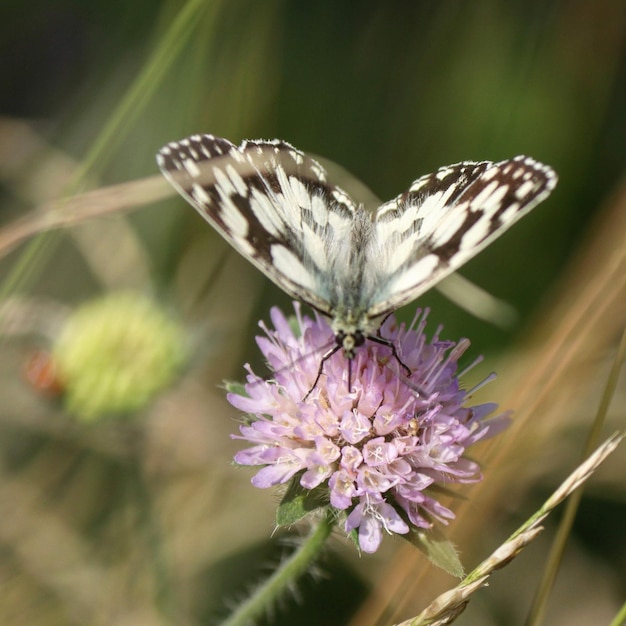 Foto schmetterlinge und blumen