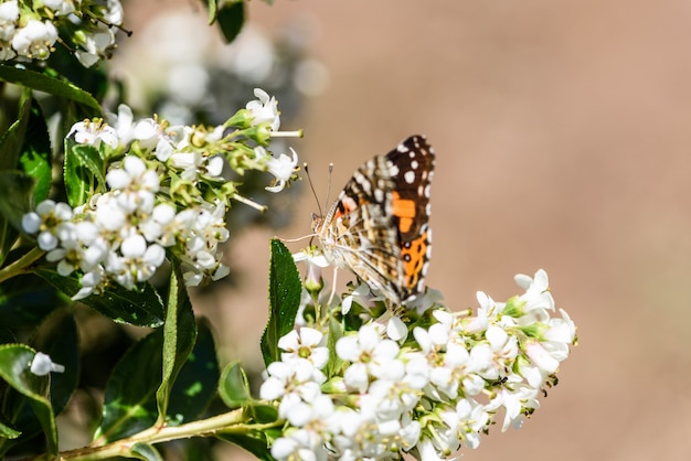 Schmetterlinge und Blumen