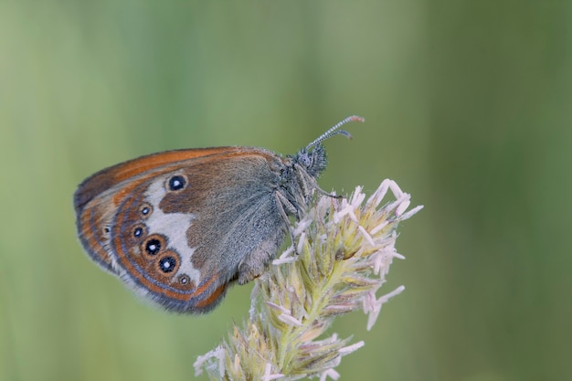 Schmetterlinge Zentralrusslands Morgens Erwachen