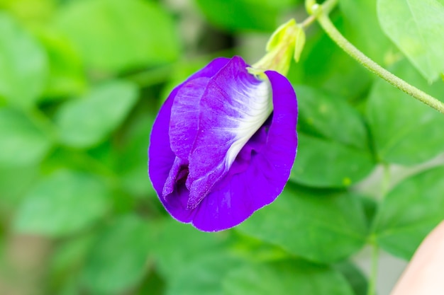 Schmetterlings-Erbse-Blume. Farbe lila. Garten