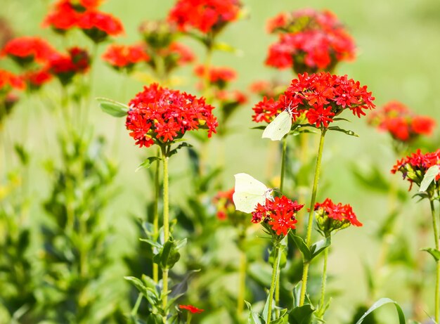 Schmetterlings-Limonit-Brimstone Gonepteryx rhamni auf der blühenden Pflanze Lychnis chalcedonica im Freien im Sommertag