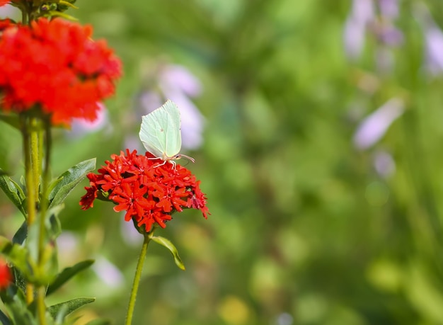 Schmetterlings-Limonit-Brimstone Gonepteryx rhamni auf der blühenden Pflanze Lychnis chalcedonica im Freien im Sommertag