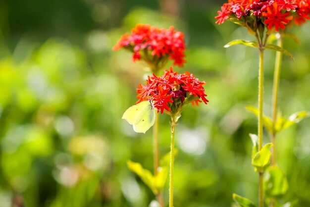 Schmetterlings-Limonit-Brimstone Gonepteryx rhamni auf der blühenden Pflanze Lychnis chalcedonica im Freien im Sommertag