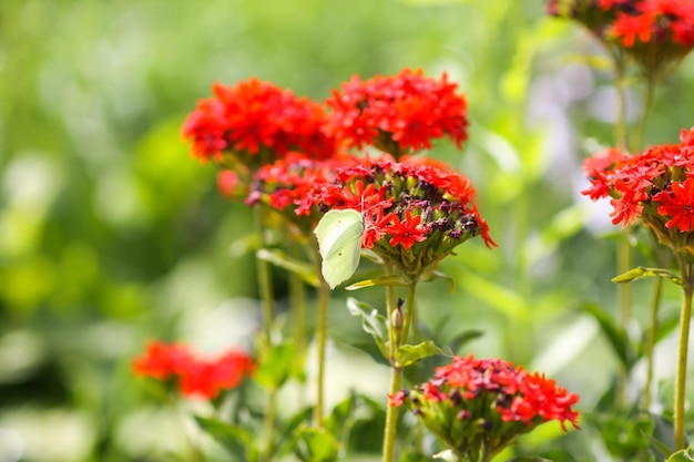 Schmetterlings-Limonit-Brimstone Gonepteryx rhamni auf der blühenden Pflanze Lychnis chalcedonica im Freien im Sommertag