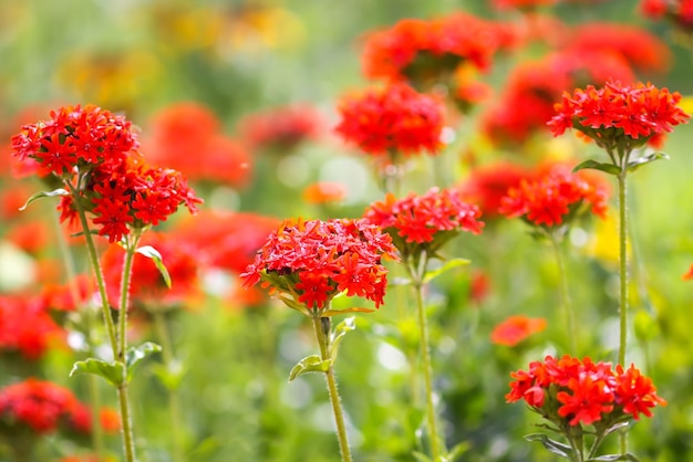 Schmetterlings-Limonit-Brimstone Gonepteryx rhamni auf der blühenden Pflanze Lychnis chalcedonica im Freien im Sommertag