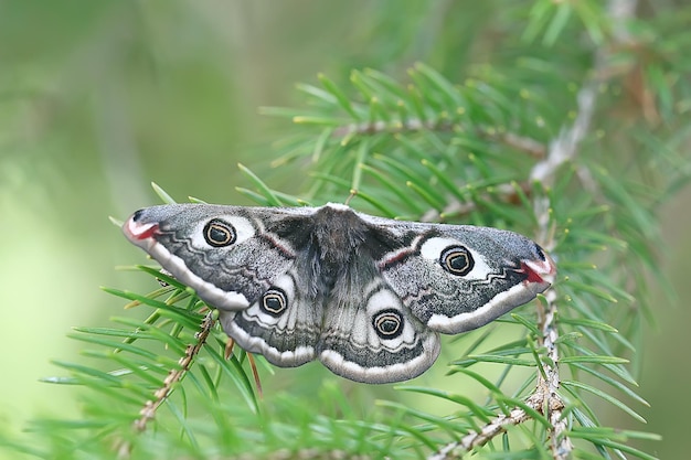 Schmetterlings-Pfauenauge nachtaktiv / Insekt schöner Schmetterlings-Pfauenauge, in freier Wildbahn