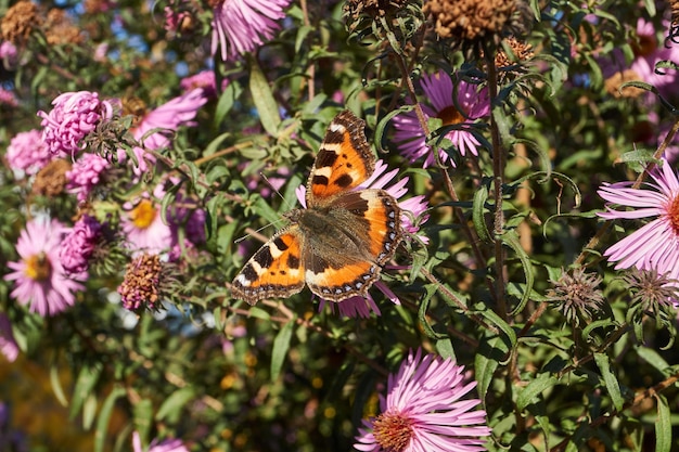 Schmetterlings-Urticaria lat Aglais urticae Nymphalis urticae sammelt Nektar von Blumen