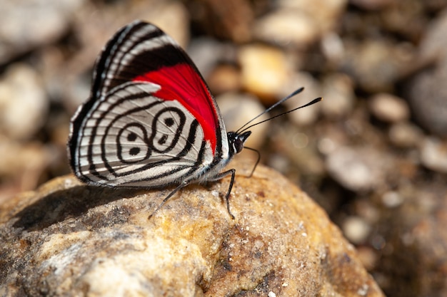 Schmetterlingsdiaethrie auch 88 genannt