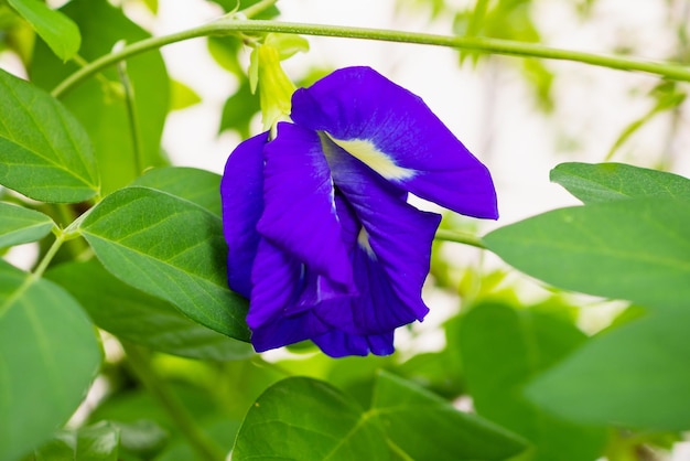 Schmetterlingserbse Clitoria ternatea blaue Blume Nahaufnahme