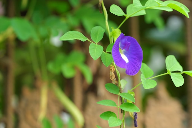 Schmetterlingserbse im Garten