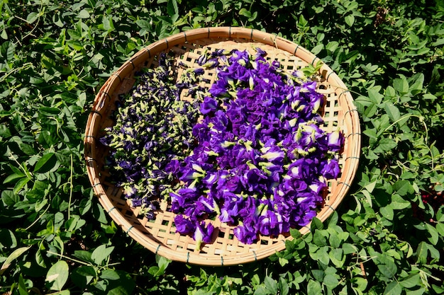 Schmetterlingserbsenblume trocknet im Korb für Mischung mit heißem Wasser zum Trinken