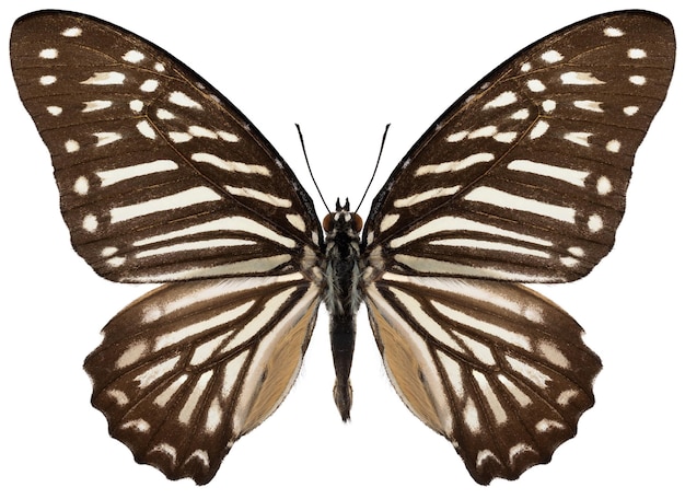 Schmetterlingsexemplar von Graphium macareus