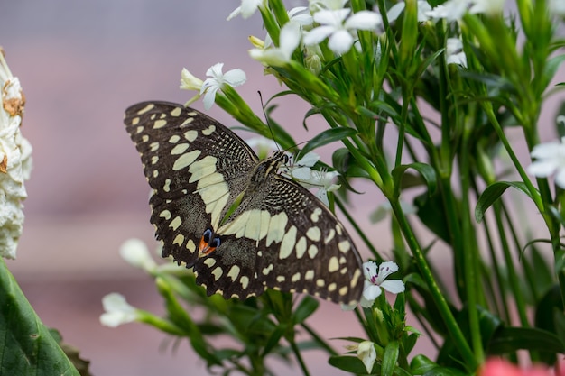 Schmetterlingsfange auf weißen Blumen.