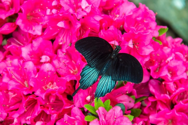 Schmetterlingsfarmschmetterlinge auf Blumen und Zweigen selektiver Fokus