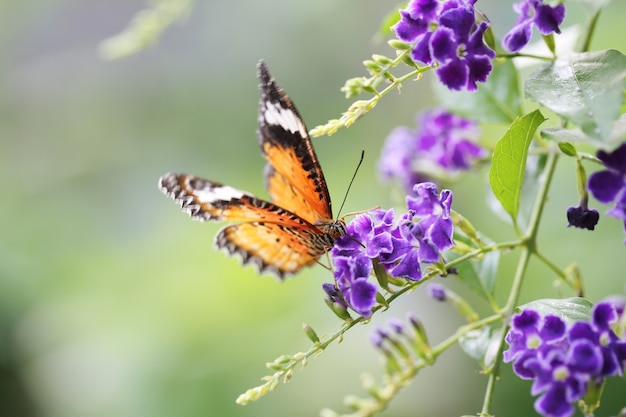 Schmetterlingsfliege in der Morgennatur